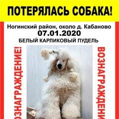 Подробнее об объявлении «Ногинск Пропала собака белый карликовый пудель» Фото: пропала собака Пудель «Ногинск Пропала собака белый карликовый пудель» в г. Ногинск