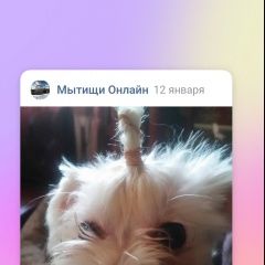 Подробнее об объявлении «Мытищи Пропала собака породы болонка» Фото: пропала собака Мальтийская болонка «Мытищи Пропала собака породы болонка» в г. Мытищи