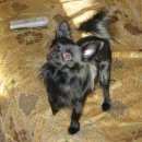 Подробнее об объявлении «Пропала собака Санкт-Петербург» Фото: пропала собака Чихуахуа «Пропала собака Санкт-Петербург» в г. Санкт-Петербург