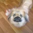 Подробнее об объявлении «Пятигорск Пропала собака» Фото: пропала собака Пекинес «Пятигорск Пропала собака» в г. Пятигорск