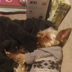 Подробнее об объявлении «Санкт-Петербург Пропала собака кобель убежал мини йорк» Фото: пропала собака Йоркширский терьер «Санкт-Петербург Пропала собака кобель убежал...» в г. Санкт-Петербург