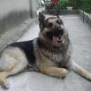 Подробнее об объявлении «Пропала собака кобель Феодосия» Фото: пропала собака Немецкая овчарка «Пропала собака кобель Феодосия» в г. Феодосия