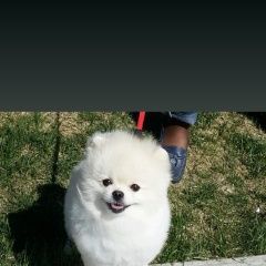 Подробнее об объявлении «Омск Пропала собака кобель» Фото: пропала собака Померанский шпиц «Омск Пропала собака кобель» в г. Омск