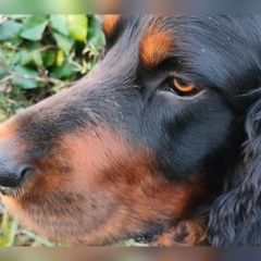 Подробнее об объявлении «Пропала собака кобель шотландский сеттер гардон Сочи» Фото: пропала собака Шотландский сеттер (гордон) «Пропала собака кобель шотландский сеттер гардон...» в г. Сочи