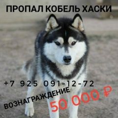Подробнее об объявлении «Бронницы Пропала собака кобель хаски (лайка)» Фото: пропала собака Сибирская хаски «Бронницы Пропала собака кобель хаски (лайка)» в г. Бронницы