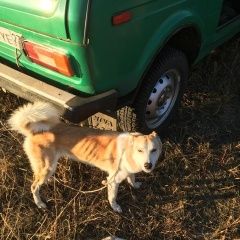 Подробнее об объявлении «Ейск Пропала собака» Фото: пропала собака Западно-сибирская лайка «Ейск Пропала собака» в г. Ейск