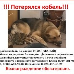 Подробнее об объявлении «Кремёнки Пропала собака кобель ищем тиму 24 октября» Фото: пропала собака Немецкая овчарка «Кремёнки Пропала собака кобель ищем тиму 24...» в г. Кремёнки