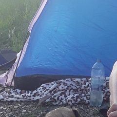 Подробнее об объявлении «Пропала собака ушла 2 января Томск» Фото: пропала собака  «Пропала собака ушла 2 января Томск» в г. Томск