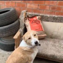 Подробнее об объявлении «Армавир Пропала собака кобель азиатская овчарка» Фото: пропала собака Кавказская овчарка «Армавир Пропала собака кобель азиатская овчарка» в г. Армавир