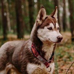 Подробнее об объявлении «Тюмень Пропала собака» Фото: пропала собака  «Тюмень Пропала собака» в г. Тюмень