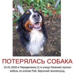 Подробнее об объявлении «Москва Пропала собака кобель» Фото: пропала собака Бернская пастушья собака «Москва Пропала собака кобель» в г. Москва