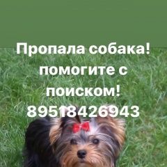 Подробнее об объявлении «Батайск Пропала собака кобель вознаграждение гарантируется» Фото: пропала собака Йоркширский терьер «Батайск Пропала собака кобель вознаграждение...» в г. Батайск