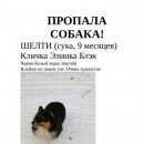 Подробнее об объявлении «Пропала собака помогите найти и зафиксировать Екатеринбург» Фото: пропала собака Шелти «Пропала собака помогите найти и зафиксировать...» в г. Екатеринбург