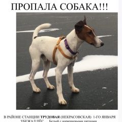 Подробнее об объявлении «Пропала собака кобель фокстрерьер Дмитров» Фото: пропала собака Фокстерьер «Пропала собака кобель фокстрерьер Дмитров» в г. Дмитров