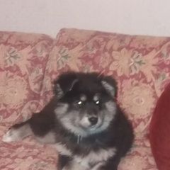 Подробнее об объявлении «Пропала собака кобель Уфа» Фото: пропала собака  «Пропала собака кобель Уфа» в г. Уфа