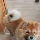 Подробнее об объявлении «Улан-Удэ Пропала собака» Фото: пропала собака Чау-чау «Улан-Удэ Пропала собака» в г. Улан-Удэ