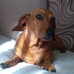 Подробнее об объявлении «Пропала собака такса, красный ошейник, подхрамывает Санкт-Петербург» Фото: пропала собака Такса «Пропала собака такса, красный ошейник,...» в г. Санкт-Петербург