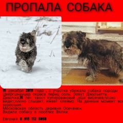 Подробнее об объявлении «Москва Пропала собака цвергшнауцер» Фото: пропала собака Цвергшнауцер «Москва Пропала собака цвергшнауцер» в г. Москва