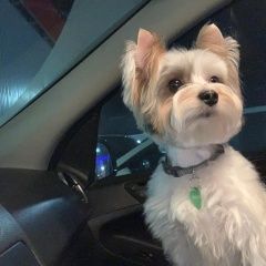 Подробнее об объявлении «Пропала собака кобель Москва» Фото: пропала собака Йоркширский терьер «Пропала собака кобель Москва» в г. Москва