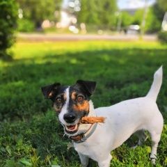 Подробнее об объявлении «Пропала собака Кемерово» Фото: пропала собака Джек рассел терьер «Пропала собака Кемерово» в г. Кемерово