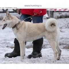 Подробнее об объявлении «Пропала собака кобель Новокузнецк» Фото: пропала собака Западно-сибирская лайка «Пропала собака кобель Новокузнецк» в г. Новокузнецк