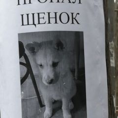 Подробнее об объявлении «Ростов-на-Дону Пропала собака» Фото: пропала собака  «Ростов-на-Дону Пропала собака» в г. Ростов-на-Дону