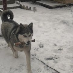 Подробнее об объявлении «Липецк Пропала собака кобель хаски» Фото: пропала собака Сибирская хаски «Липецк Пропала собака кобель хаски» в г. Липецк