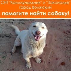 Подробнее об объявлении «Волжский (Волгоградская обл.) Пропала собака» Фото: пропала собака  «Волжский (Волгоградская обл.) Пропала собака» в г. Волжский (Волгоградская обл.)
