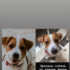 Подробнее об объявлении «Москва Пропала собака джек рассел терьер» Фото: пропала собака Джек рассел терьер «Москва Пропала собака джек рассел терьер» в г. Москва