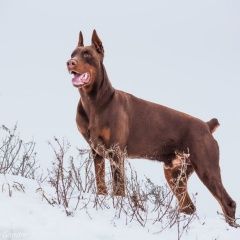 Подробнее об объявлении «Псков Пропала собака кобель коричневый доберман» Фото: пропала собака Доберман пинчер «Псков Пропала собака кобель коричневый доберман» в г. Псков