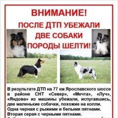 Подробнее об объявлении «Пропала собака (две собаки породы шелти) Сергиев Посад» Фото: пропала собака Шелти «Пропала собака (две собаки породы шелти)...» в г. Сергиев Посад