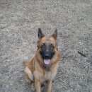 Подробнее об объявлении «Ангарск Пропала собака кобель помогите найти» Фото: пропала собака Немецкая овчарка «Ангарск Пропала собака кобель помогите найти» в г. Ангарск