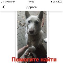 Подробнее об объявлении «Ростов-на-Дону Пропала собака» Фото: пропала собака Западно-сибирская лайка «Ростов-на-Дону Пропала собака» в г. Ростов-на-Дону