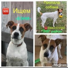 Подробнее об объявлении «Пропала собака кобель «пёс бэни» Краснодар» Фото: пропала собака Джек рассел терьер «Пропала собака кобель «пёс бэни» Краснодар» в г. Краснодар