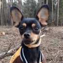 Подробнее об объявлении «Пропала собака кобель Балашиха» Фото: пропала собака Русский той-терьер «Пропала собака кобель Балашиха» в г. Балашиха