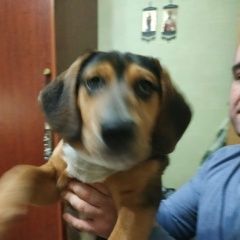 Подробнее об объявлении «Пропала собака кобель.. г. Домодедово» Фото: пропала собака  «Пропала собака кобель.. г. Домодедово» в г. Домодедово