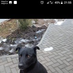 Подробнее об объявлении «Иваново Пропала собака кобель» Фото: пропала собака  «Иваново Пропала собака кобель» в г. Иваново