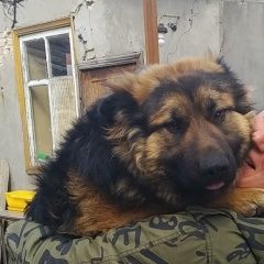 Подробнее об объявлении «Ростов-на-Дону Пропала собака кобель член семьи» Фото: пропала собака Немецкая овчарка «Ростов-на-Дону Пропала собака кобель член семьи» в г. Ростов-на-Дону