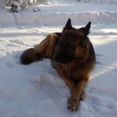 Подробнее об объявлении «Пропала собака кобель немецкая овчарка Всеволожск» Фото: пропала собака Немецкая овчарка «Пропала собака кобель немецкая овчарка Всеволожск» в г. Всеволожск