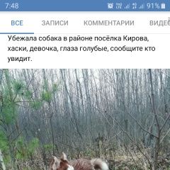 Подробнее об объявлении «Пропала собака Ликино-Дулево» Фото: пропала собака Сибирская хаски «Пропала собака Ликино-Дулево» в г. Ликино-Дулево