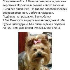 Подробнее об объявлении «Ногинск Пропала собака помогите найти» Фото: пропала собака Йоркширский терьер «Ногинск Пропала собака помогите найти» в г. Ногинск