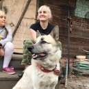 Подробнее об объявлении «Хабаровск Пропала собака кобель» Фото: пропала собака  «Хабаровск Пропала собака кобель» в г. Хабаровск