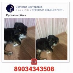 Подробнее об объявлении «Ростов-на-Дону Пропала собака» Фото: пропала собака  «Ростов-на-Дону Пропала собака» в г. Ростов-на-Дону