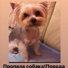 Подробнее об объявлении «Ростов-на-Дону Пропала собака йоркширский терьер» Фото: пропала собака Йоркширский терьер «Ростов-на-Дону Пропала собака йоркширский терьер» в г. Ростов-на-Дону