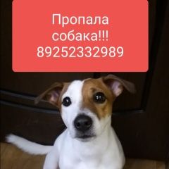 Подробнее об объявлении «Мытищи Пропала собака кобель» Фото: пропала собака  «Мытищи Пропала собака кобель» в г. Мытищи