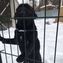 Подробнее об объявлении «Пропала собака мопс сука черного окраса Москва» Фото: пропала собака Мопс «Пропала собака мопс сука черного окраса Москва» в г. Москва