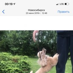 Подробнее об объявлении «Пропала собака Новосибирск» Фото: пропала собака Пудель «Пропала собака Новосибирск» в г. Новосибирск