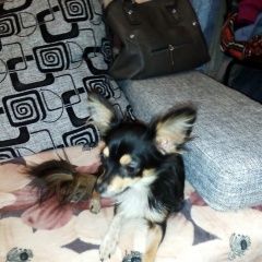 Подробнее об объявлении «Пропала собака Самара» Фото: пропала собака Русский той-терьер «Пропала собака Самара» в г. Самара