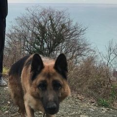 Подробнее об объявлении «Пропала собака кобель Сочи» Фото: пропала собака Немецкая овчарка «Пропала собака кобель Сочи» в г. Сочи