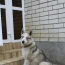 Подробнее об объявлении «Михайловск Пропала собака кобель западно-сибирская лайка» Фото: пропала собака Западно-сибирская лайка «Михайловск Пропала собака кобель...» в г. Михайловск